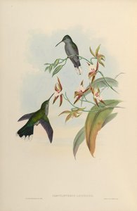 Campylopterus latipennis = Campylopterus largipennis de John Gould